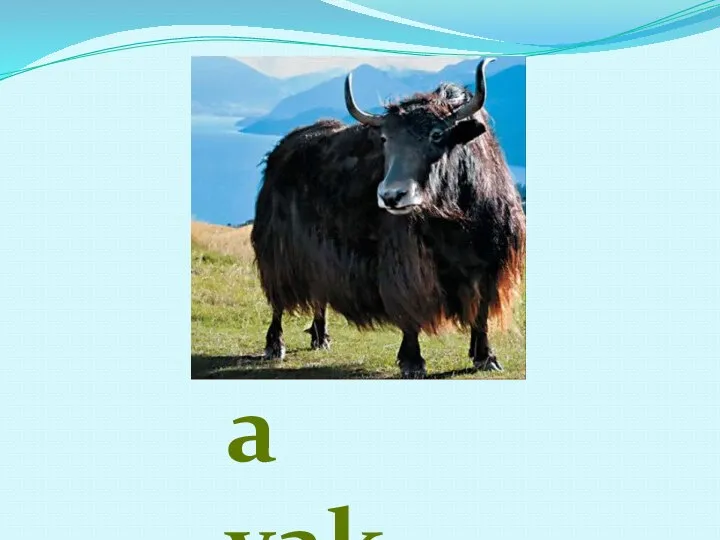 a yak