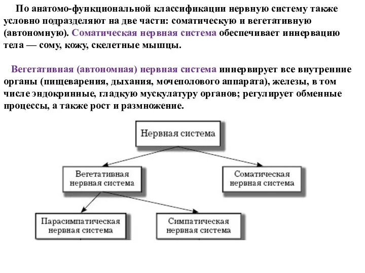 По анатомо-функциональной классификации нервную систему также условно подразделяют на две части: соматическую