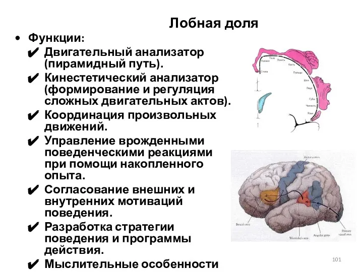 Лобная доля Функции: Двигательный анализатор (пирамидный путь). Кинестетический анализатор (формирование и регуляция