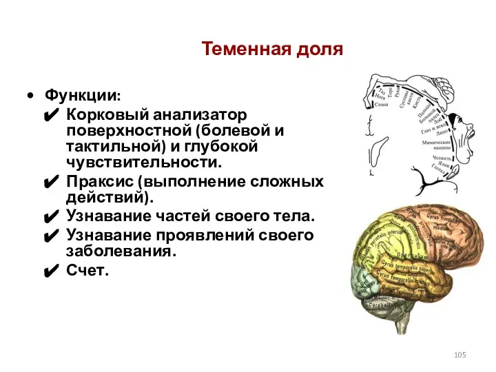 Теменная доля Функции: Корковый анализатор поверхностной (болевой и тактильной) и глубокой чувствительности.