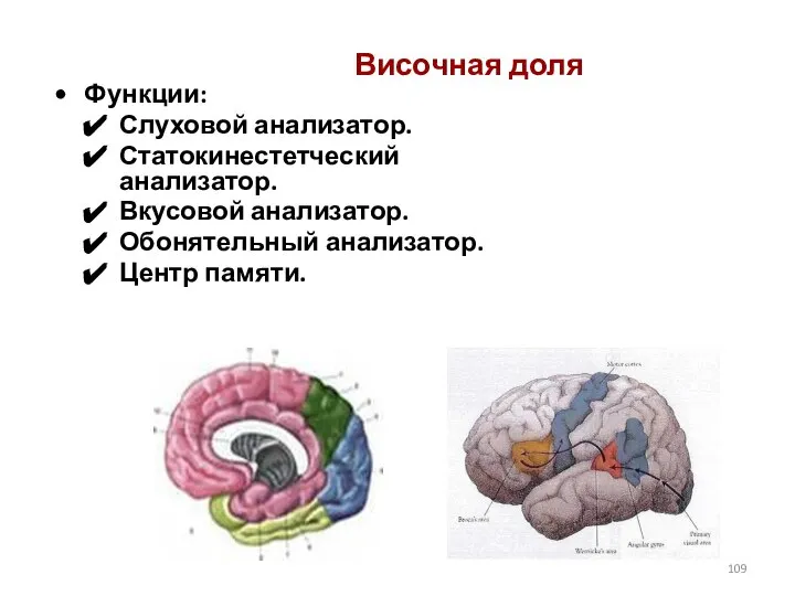 Височная доля Функции: Слуховой анализатор. Статокинестетческий анализатор. Вкусовой анализатор. Обонятельный анализатор. Центр памяти.