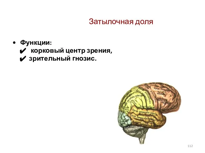 Затылочная доля Функции: корковый центр зрения, зрительный гнозис.