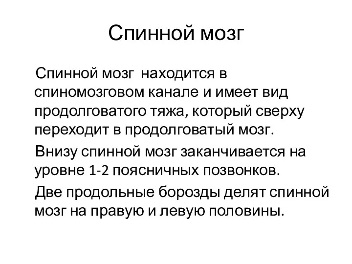 Спинной мозг Спинной мозг находится в спиномозговом канале и имеет вид продолговатого