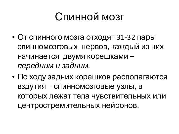 Спинной мозг От спинного мозга отходят 31-32 пары спинномозговых нервов, каждый из