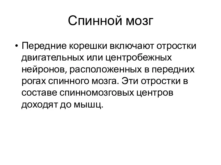 Спинной мозг Передние корешки включают отростки двигательных или центробежных нейронов, расположенных в