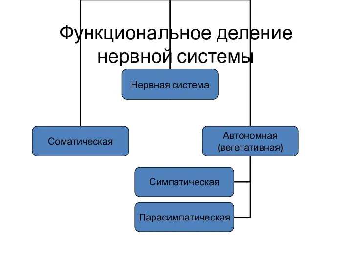 Функциональное деление нервной системы