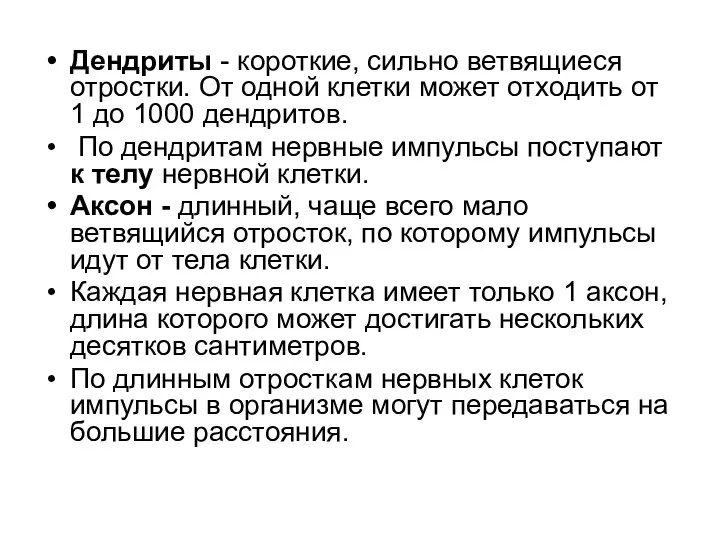 Дендриты - короткие, сильно ветвящиеся отростки. От одной клетки может отходить от