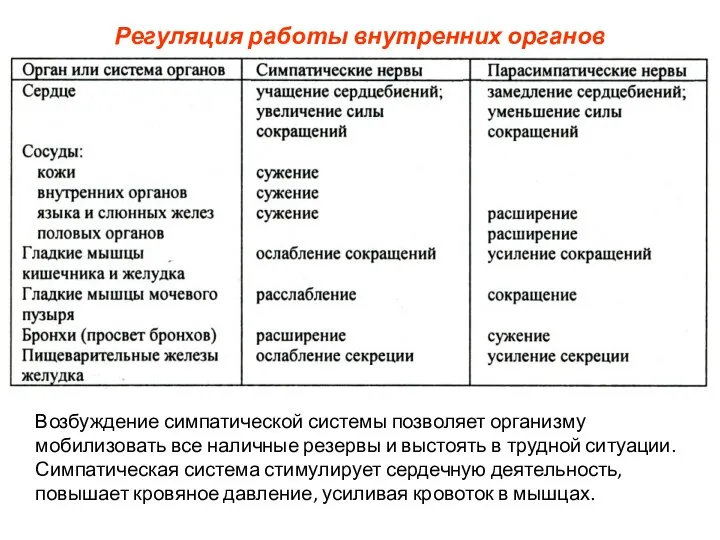 Регуляция работы внутренних органов Возбуждение симпатической системы позволяет организму мобилизовать все наличные