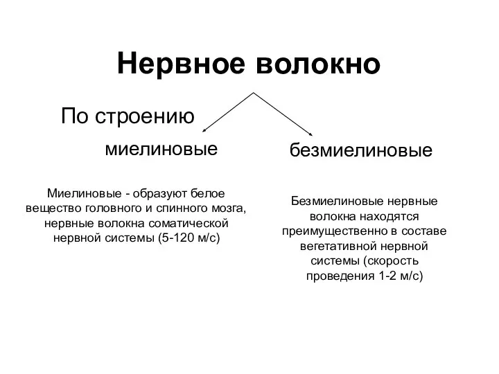 Нервное волокно миелиновые безмиелиновые По строению Безмиелиновые нервные волокна находятся преимущественно в