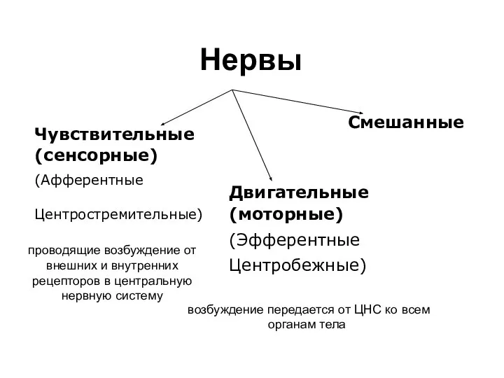 Нервы возбуждение передается от ЦНС ко всем органам тела проводящие возбуждение от