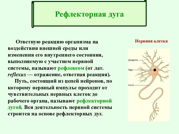 Ответную реакцию организма на воздействия внешней среды или изменения его внутреннего состояния,