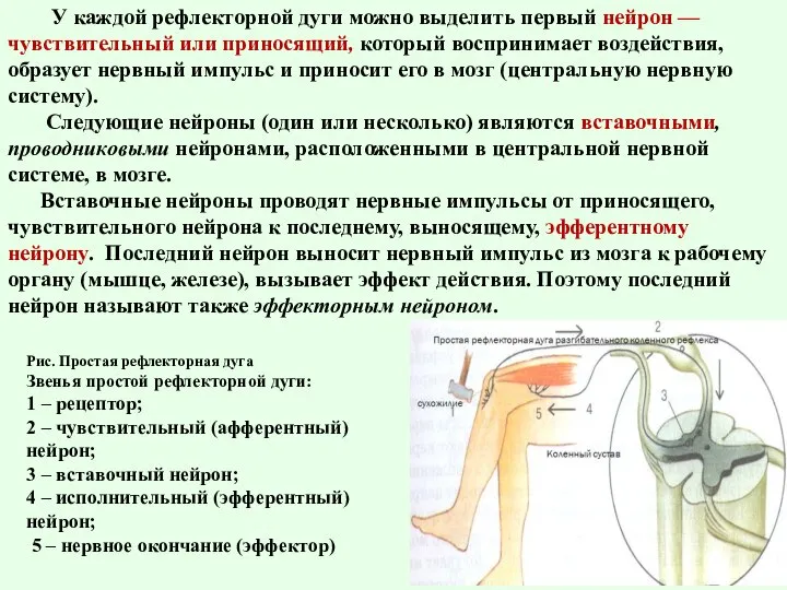 У каждой рефлекторной дуги можно выделить первый нейрон — чувствительный или приносящий,