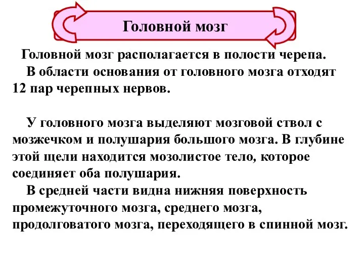 Головной мозг располагается в полости черепа. В области основания от головного мозга