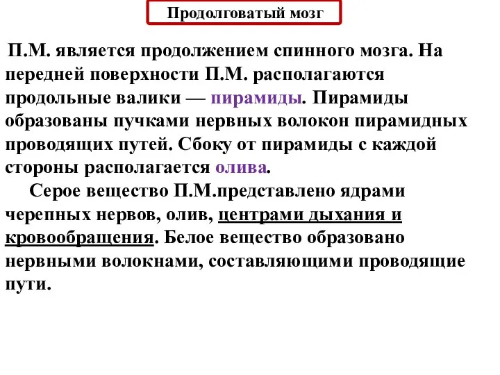 Продолговатый мозг П.М. является продолжением спинного мозга. На передней поверхности П.М. располагаются