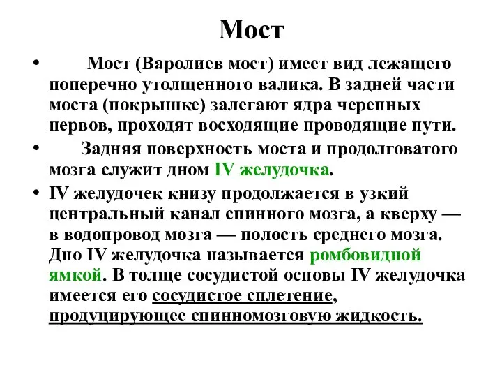 Мост Мост (Варолиев мост) имеет вид лежащего поперечно утолщенного валика. В задней