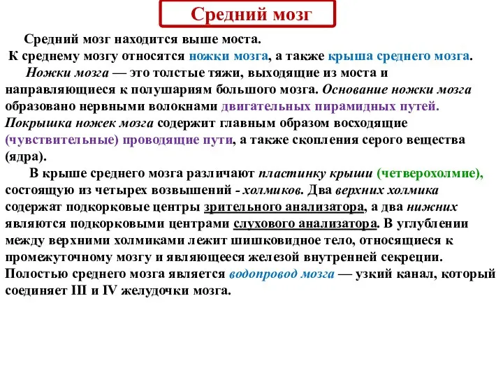 Средний мозг Средний мозг находится выше моста. К среднему мозгу относятся ножки