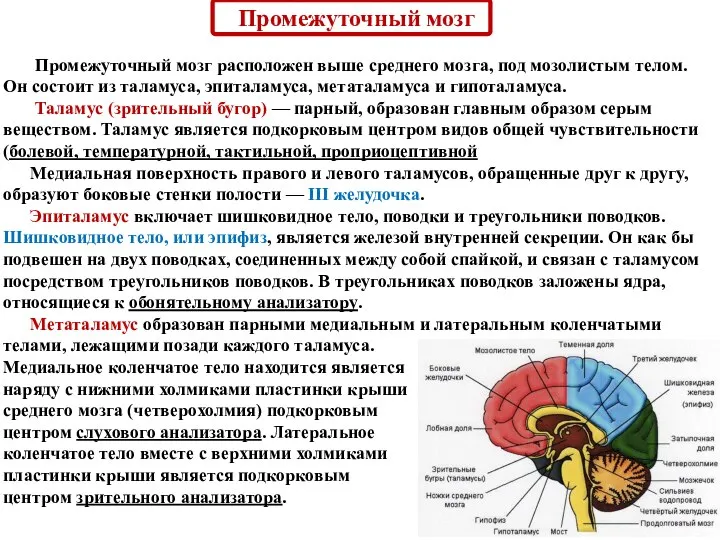 Промежуточный мозг Промежуточный мозг расположен выше среднего мозга, под мозолистым телом. Он