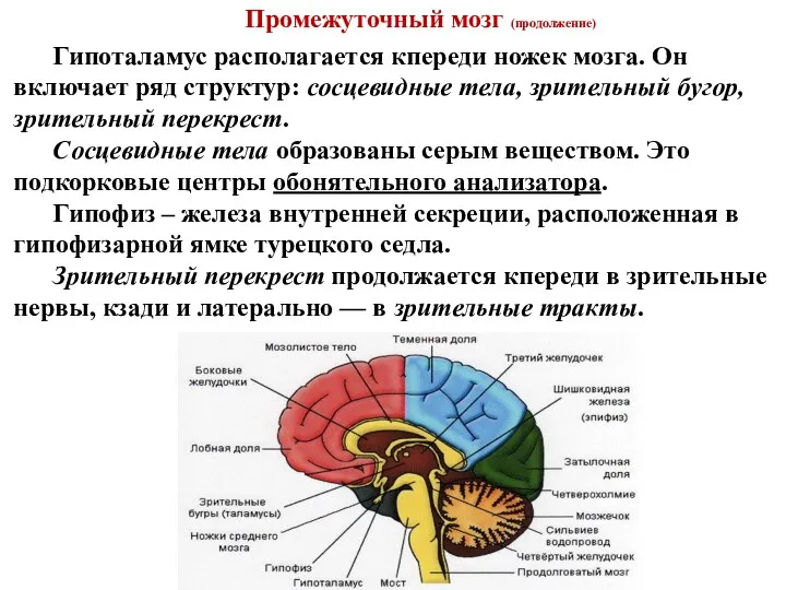 Промежуточный мозг (продолжение) Гипоталамус располагается кпереди ножек мозга. Он включает ряд структур: