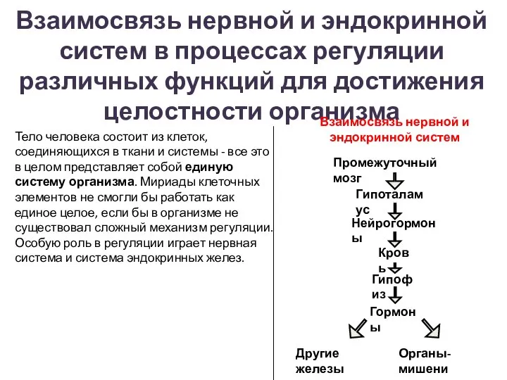 Взаимосвязь нервной и эндокринной систем в процессах регуляции различных функций для достижения