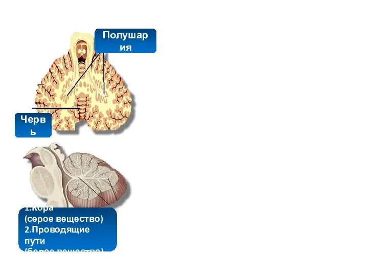 Червь Полушария 1.Кора (серое вещество) 2.Проводящие пути (белое вещество)