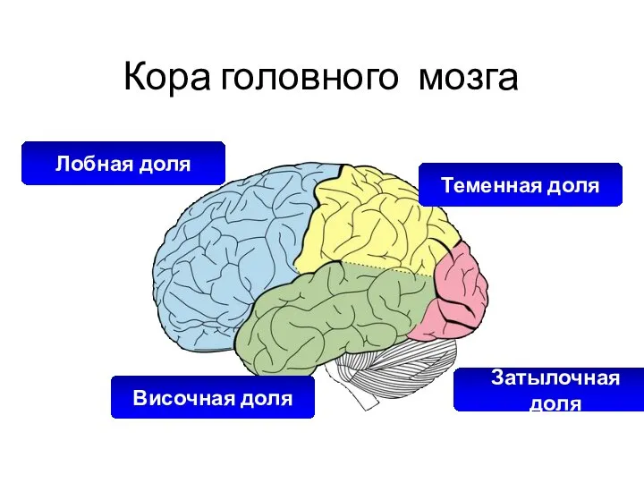 Кора головного мозга Лобная доля Теменная доля Затылочная доля Височная доля