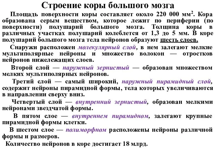 Строение коры большого мозга Площадь поверхности коры составляет около 220 000 мм2.