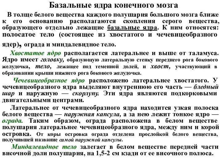 Базальные ядра конечного мозга В толще белого вещества каждого полушария большого мозга