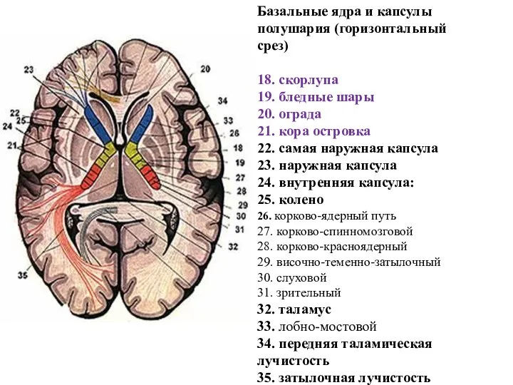 Базальные ядра и капсулы полушария (горизонтальный срез) 18. скорлупа 19. бледные шары