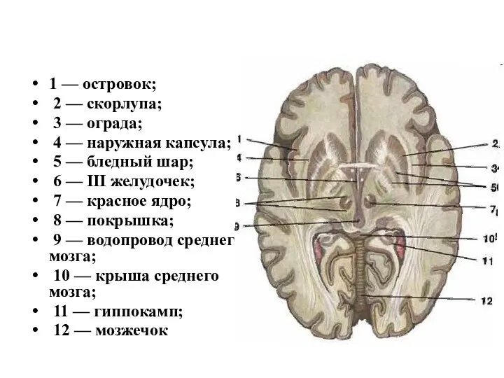 1 — островок; 2 — скорлупа; 3 — ограда; 4 — наружная