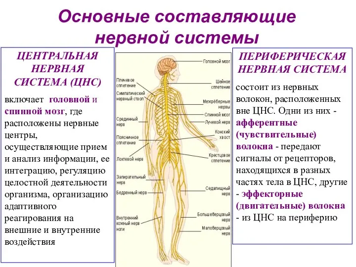 13 Общая физиология нервной системы Основные составляющие нервной системы ЦЕНТРАЛЬНАЯ НЕРВНАЯ СИСТЕМА