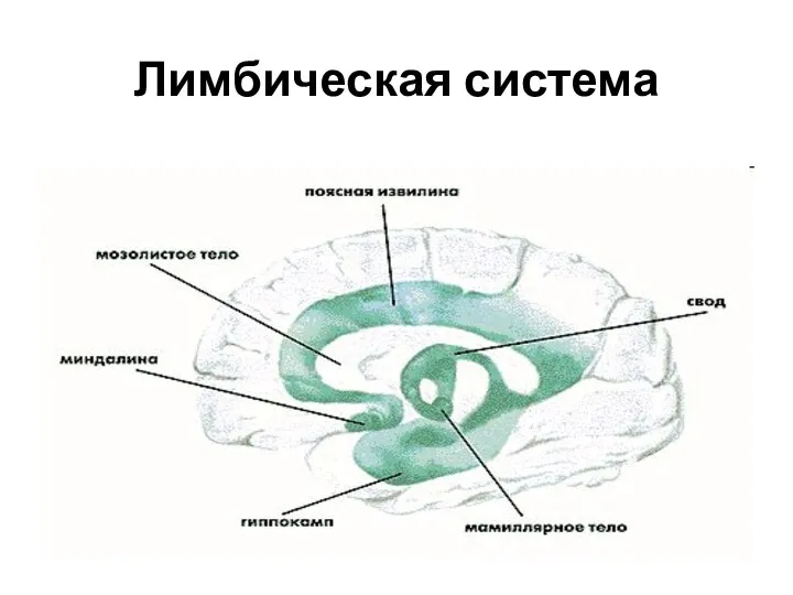 Лимбическая система