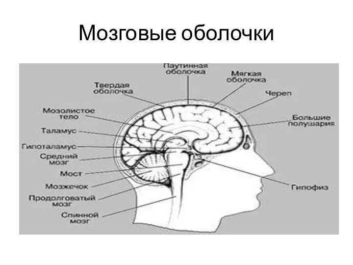 Мозговые оболочки