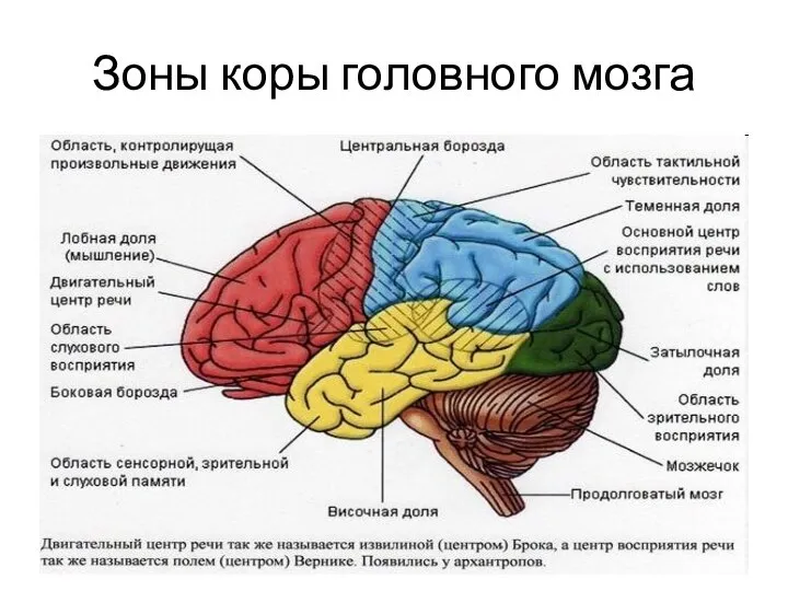 Зоны коры головного мозга