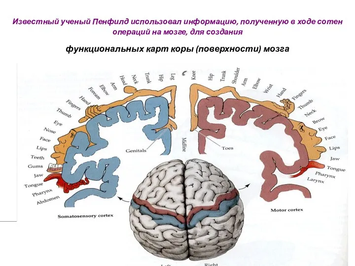 Известный ученый Пенфилд использовал информацию, полученную в ходе сотен операций на мозге,