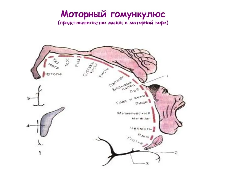 Моторный гомункулюс (представительство мышц в моторной коре)