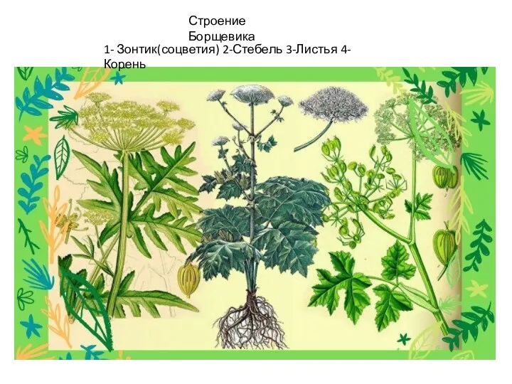 Строение Борщевика 1- Зонтик(соцветия) 2-Стебель 3-Листья 4- Корень