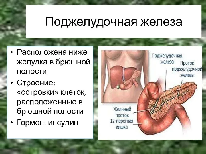 Поджелудочная железа Расположена ниже желудка в брюшной полости Строение: «островки» клеток, расположенные