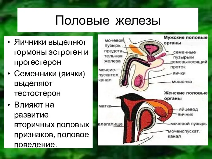 Половые железы Яичники выделяют гормоны эстроген и прогестерон Семенники (яички) выделяют тестостерон