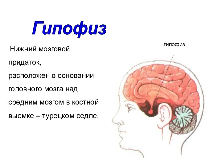 Нижний мозговой придаток, расположен в основании головного мозга над средним мозгом в