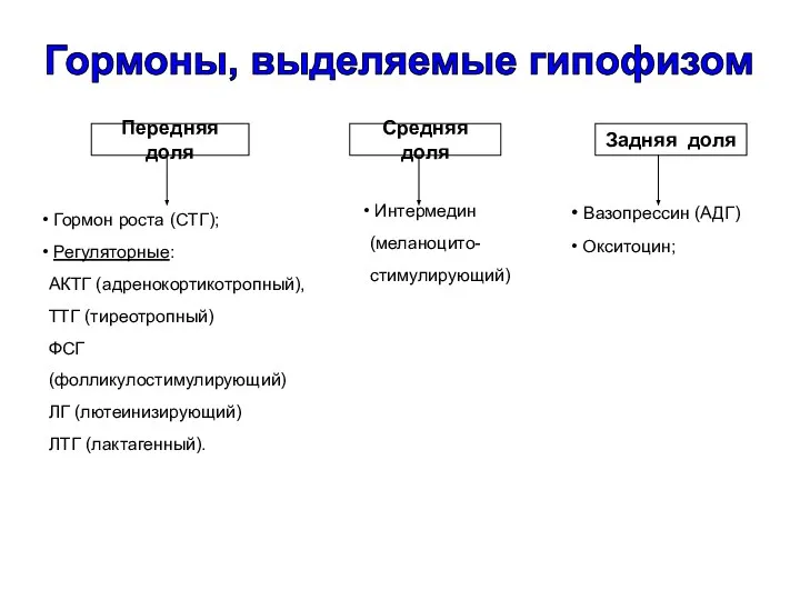 Передняя доля Гормон роста (СТГ); Регуляторные: АКТГ (адренокортикотропный), ТТГ (тиреотропный) ФСГ (фолликулостимулирующий)