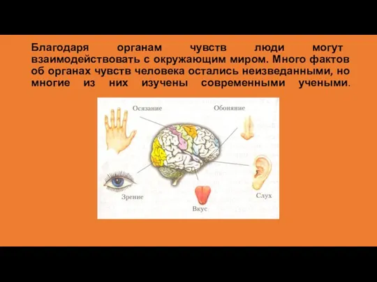 Благодаря органам чувств люди могут взаимодействовать с окружающим миром. Много фактов об