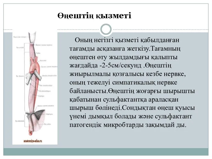 Өңештің қызметі Оның негізгі қызметі қабылданған тағамды асқазанға жеткізу.Тағамның өңештен өту жылдамдығы