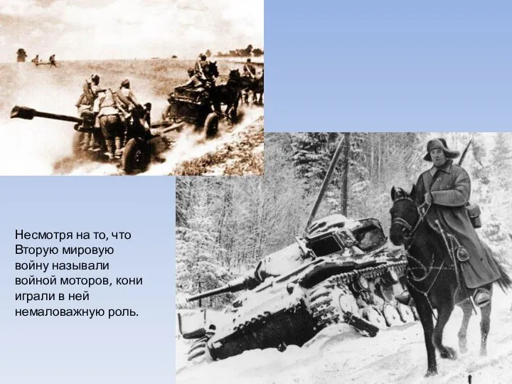 Несмотря на то, что Вторую мировую войну называли войной моторов, кони играли в ней немаловажную роль.