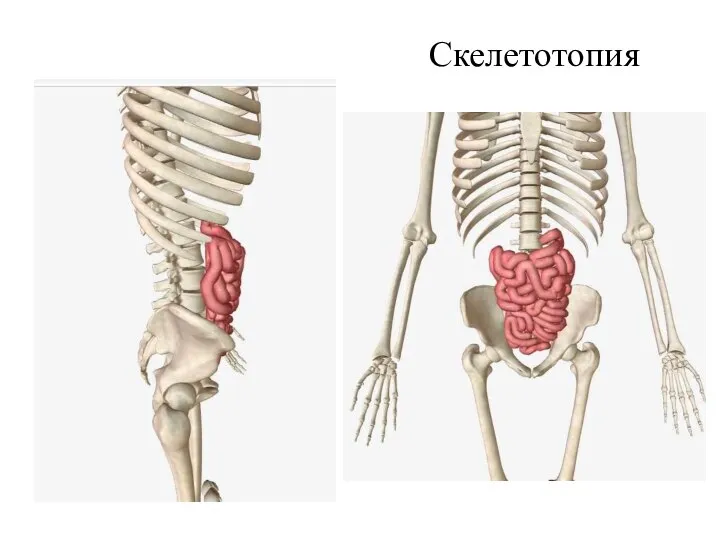 Скелетотопия