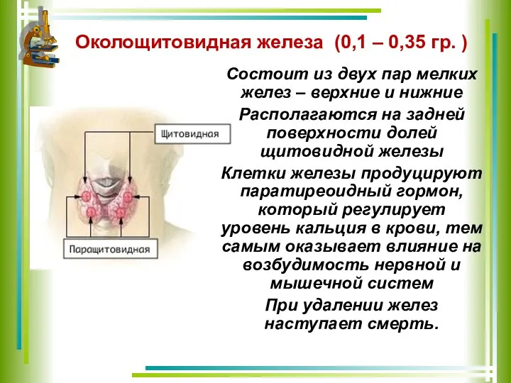 Околощитовидная железа (0,1 – 0,35 гр. ) Состоит из двух пар мелких