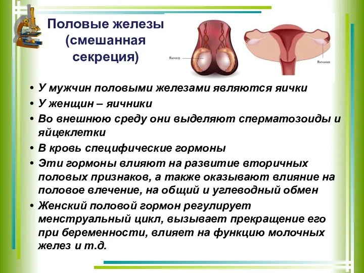 Половые железы (смешанная секреция) У мужчин половыми железами являются яички У женщин