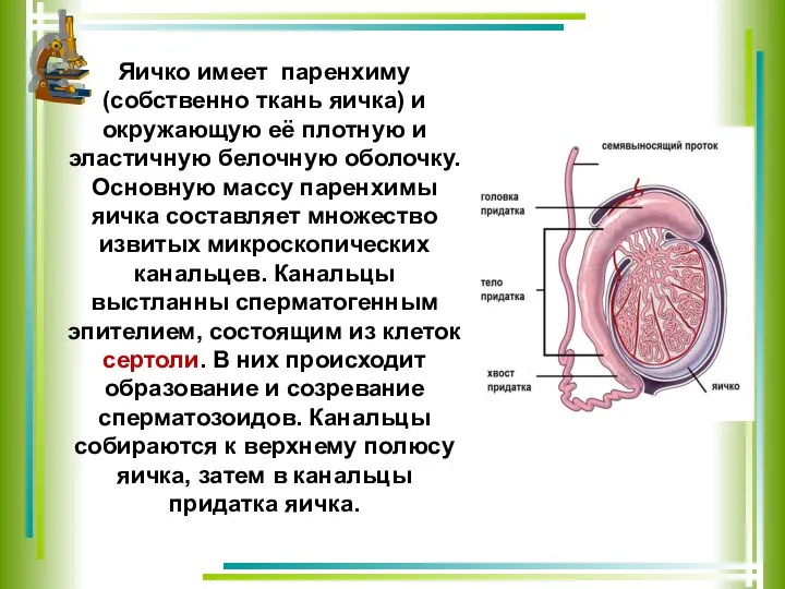 Яичко имеет паренхиму (собственно ткань яичка) и окружающую её плотную и эластичную