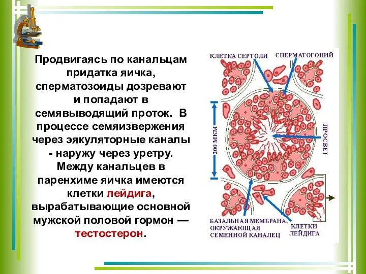 Продвигаясь по канальцам придатка яичка, сперматозоиды дозревают и попадают в семявыводящий проток.