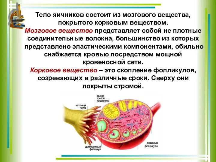 Тело яичников состоит из мозгового вещества, покрытого корковым веществом. Мозговое вещество представляет