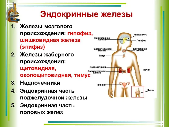 Эндокринные железы Железы мозгового происхождения: гипофиз, шишковидная железа (эпифиз) Железы жаберного происхождения: